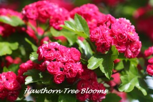 Hawthorn tree blooms