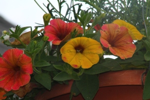 Unusual Coloured Petunias